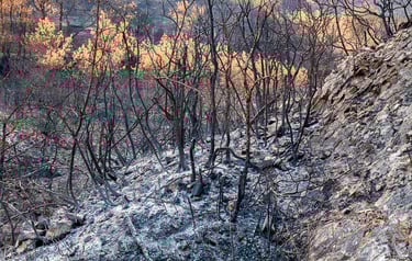 Incendie de l'Aude août 2025. Reste de végétation calcinée. Tapis de cendres.