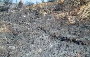 Incendie de l'Aude août 2025. Reste de végétation calcinée. Tapis de cendres.