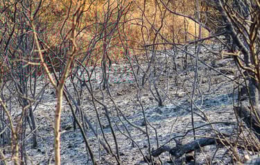 Incendie de l'Aude août 2025. Reste de végétation calcinée. Tapis de cendres.