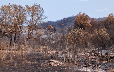 Incendie de l'Aude août 2025. Restes incendiés.