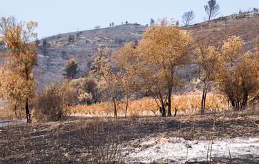 Incendie de l'Aude août 2025. Vigne et collines brûlées.