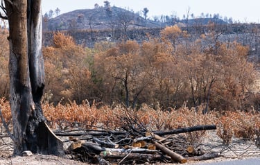 Incendie de l'Aude août 2025. Vignes et collines brûlées.