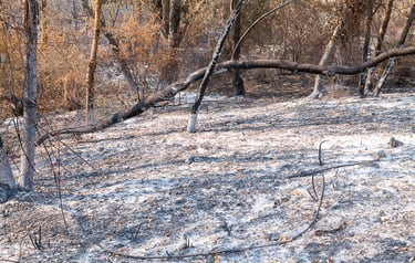Incendie de l'Aude août 2025. Tapis de cendres.