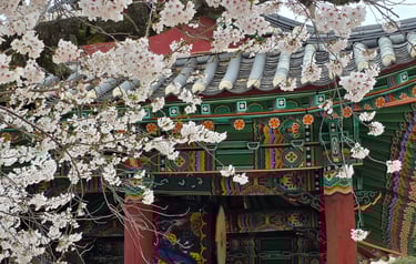 Fortress gate tower with cherry blossoms