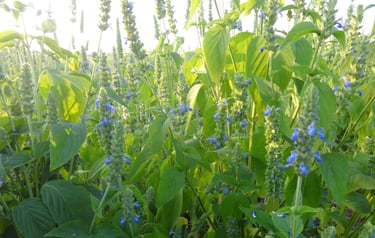 Brizna natural, Ruya 