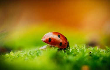 a ladybug ladybug ladybug ladybug ladybug