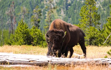 a bison