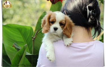 Male puppy Cavalier litter in Sleepysong Kennel