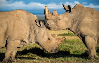 The last rhinos, 2017 ©Ami Vitale