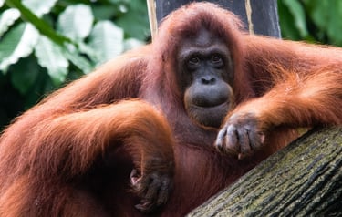 foto do orangotango no zoo de singapura