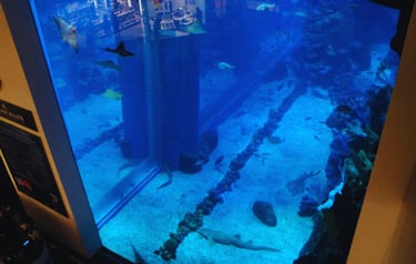 vista do aquario no dubai mall