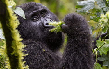 Gorila de montaña en Uganda