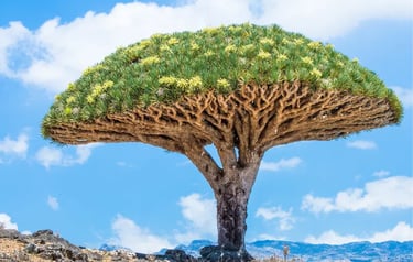 A flowering Dragon Blood Tree stands against a blue sky with white clouds in Socotra, Yemen.