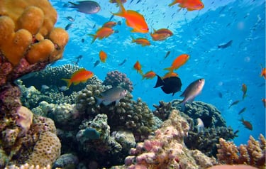 Vibrant orange and silver tropical fish swimming over a colorful coral reef in clear blue ocean water.
