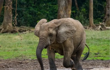 Young African forest elephant spraying muddy water with its trunk in a grassy clearing.