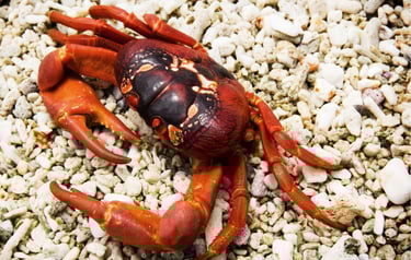 Cangrejo rojo en Isla de Navidad
