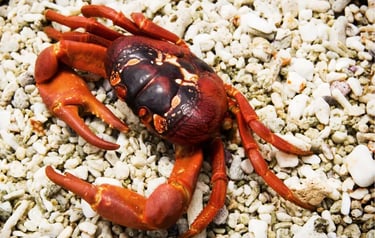 A red land crab with a dark shell walking across a beach of white coral pebbles.