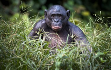 Chimpancé en la República Democrática del Congo