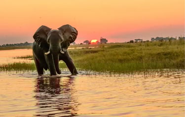 An African elephant wading through a river at sunset in a scenic wildlife safari landscape.