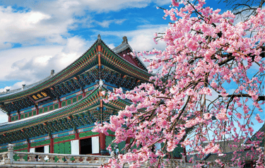 Flores de cerezo en Corea del Sur