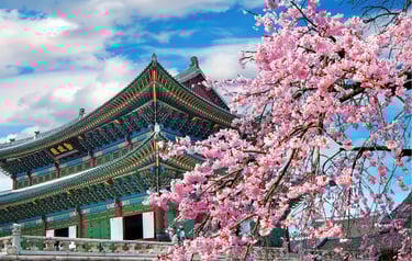 Pink cherry blossoms blooming in front of a traditional Korean palace architecture under a blue sky.