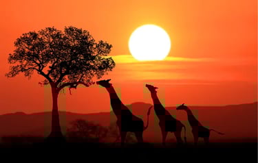 Silhouette of three giraffes walking across the African savanna during a vibrant orange sunset.