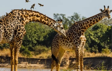 Two wild giraffes in the African savanna with oxpecker birds resting on their long necks.