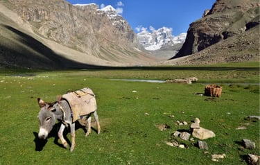 A gray donkey grazing in a green Himalayan valley with snow-capped mountain peaks in the background.