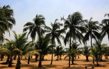 Tropical palm tree grove on a sandy beach under a clear blue sky during a sunny day.