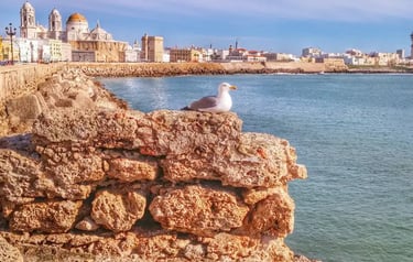 A seagull sits on a stone wall overlooking the Cadiz Cathedral and coastline in Spain.