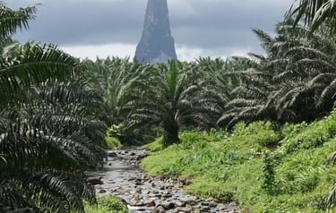 Pico Cão Grande volcanic plug tower rising above a lush palm tree forest and rocky stream in Sao Tome.