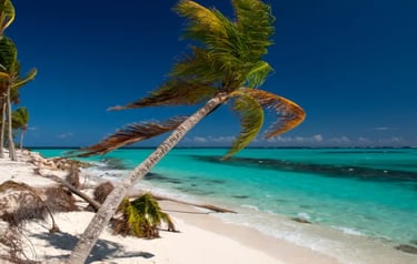 Tropical beach with leaning palm trees, white sand, and turquoise Caribbean ocean water under a clear blue sky.