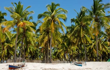 Tropical white sand beach with tall green palm trees and traditional fishing boats on the shore.