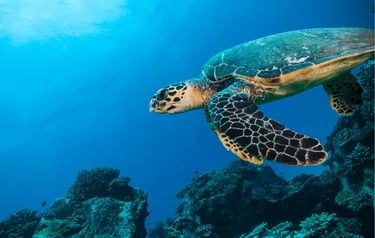 A hawksbill sea turtle swimming over a vibrant coral reef in clear blue tropical ocean water.