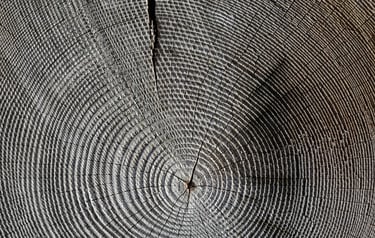Cernes annuels de croissance témoignant de l'accumulation de carbone dans la biomasse de l'arbre
