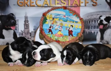 cuccioli staffy bianco pezzato tigrato nero sicilia