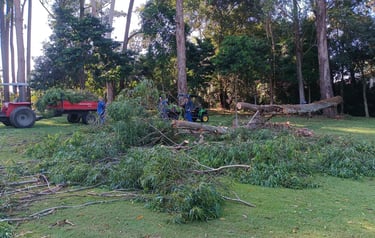 plano de manejo florestal