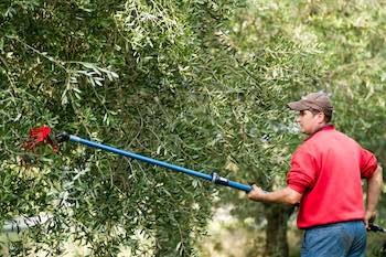Raccolta olive