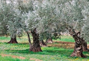 Coltivazione olive Monti Iblei