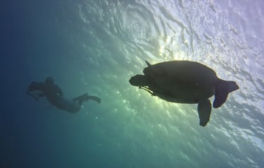 green sea turtle with a diver underwater