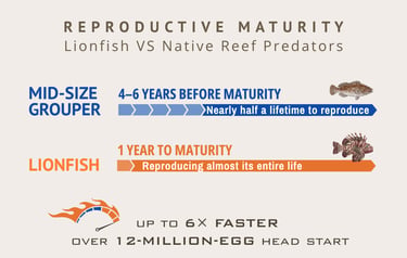 A lionfish will release millions of eggs before a native grouper reaches maturity