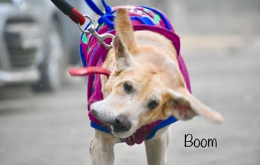 Dog Boarding, Dog Boarding near me, Pet Boarding, Pet Boarding near me, Dog Care, Happy Pettings