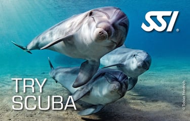 Drei Delphine im Wasser mit Try Scuba SSI Logo von Specialdive