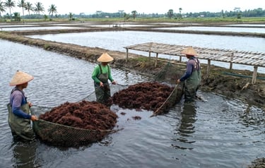 Indonesian farmers harvesting Gracilaria seaweed in Banten ponds, Indonesia