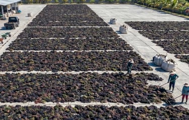 Dried Gracilaria seaweed 15% moisture and 3% impurity for agar-agar and Agriculture production