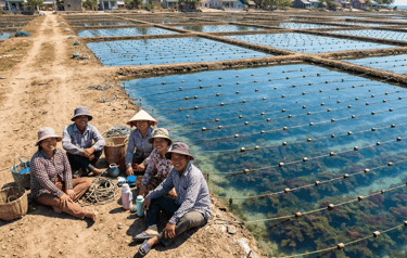 Indonesian farmers harvesting Gracilaria seaweed in Banten ponds, Indonesia