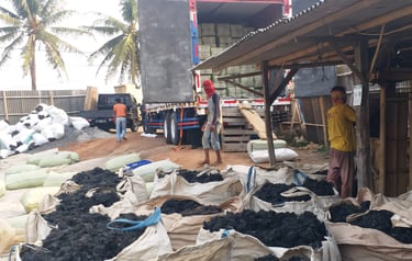 The process of loading dried gracilaria seaweed into containers for delivery to export buyers.