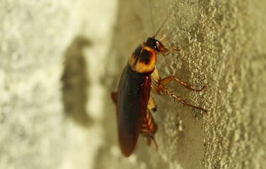 cockroach climbing on wall