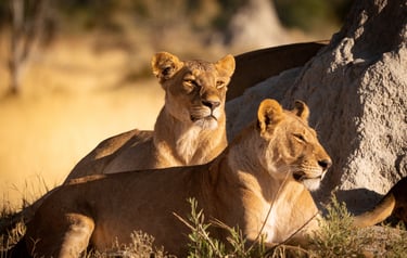 Deux lionnes sur une termitière