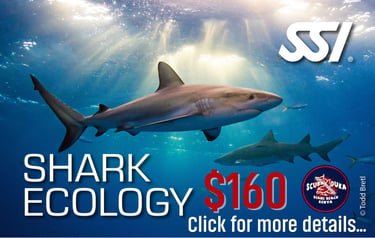 SSI Shark Ecology specialty course advertisement featuring a shark swimming in blue water.